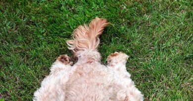 Not to cover mess – dogs kick grass after pooing for key reason