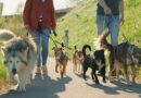 I’m a dog expert and these are the 3 breeds I would never own – 1 is more cat than dog