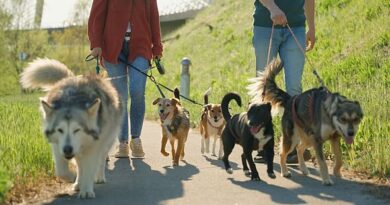 I’m a dog expert and these are the 3 breeds I would never own – 1 is more cat than dog