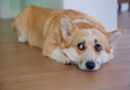 'We tested out method to ease dog's separation anxiety and can't believe it worked'