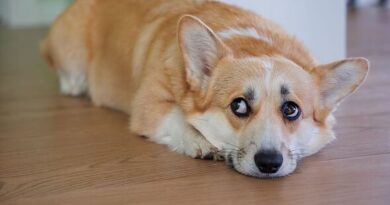 'We tested out method to ease dog's separation anxiety and can't believe it worked'
