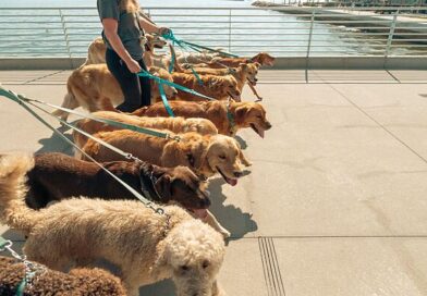 Dog expert ends debate on 7 breeds that will ‘destroy your life’