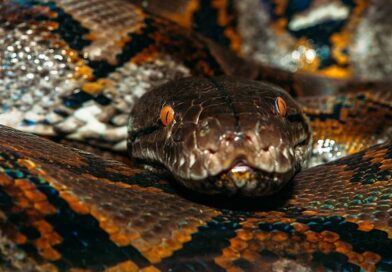 Mum-of-four swallowed whole by 20ft python as villagers cut open snake to find her body