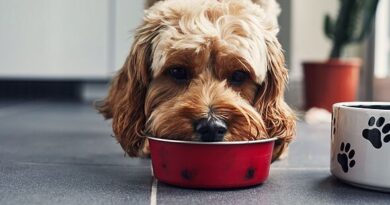 Premium dog food recalled as pets develop serious eye issues