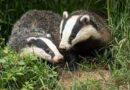 RSPCA 'do it each day' advice to support wildlife struggling in dry weather