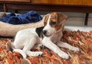 Heartbreak as tiny blind puppy waits for someone to give her a chance