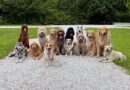 5 'incredibly intelligent' dog breeds ranked and that are easier to teach