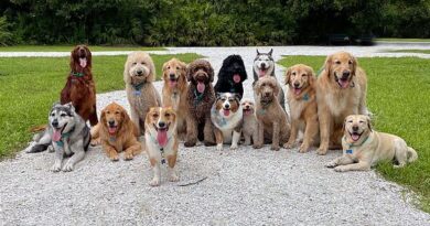 5 'incredibly intelligent' dog breeds ranked and that are easier to teach