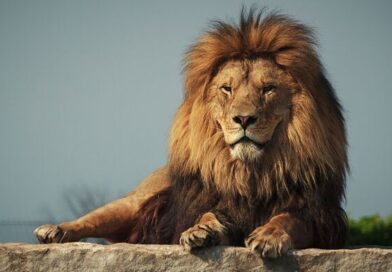 Horror in holiday hotspot filled with Brits as lion 'spotted' on the loose sparking panic