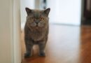 Top 7 cats breeds who suffer from being left alone — signs of anxiety