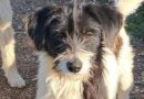 Dog who is 'part panda' desperate for new home after tragic start to life