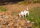Scientists explain what dogs actually learn when sniffing each other's pee