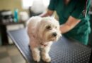 Vet explains heartbreaking decision no pet owner ever wants to make