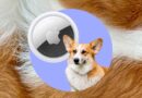 How I track my corgi with an Apple AirTag