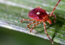Bourbon virus confirmed in New York amid growing underdiagnosis concerns