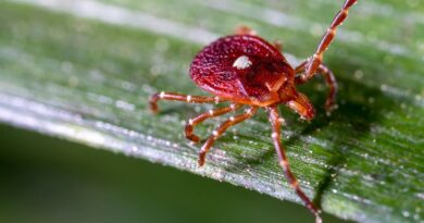 Bourbon virus confirmed in New York amid growing underdiagnosis concerns