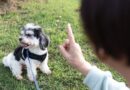 Dog owner with 7 pets shares training mistake ‘everyone seems to make’