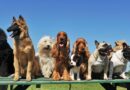Vet reveals popular dog breed ‘bred to be anxious’ new owners should avoid Vet reveals popular dog breed ‘bred to be anxious’ new owners should avoid