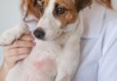 Common signs your dog could be suffering from sunburn Common signs your dog could be suffering from sunburn