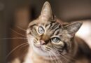 ‘Golden rule’ cat owners should follow to ‘keep their pets happy’