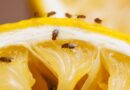 Stop fruit flies from entering home ‘for good’ with easy method Stop fruit flies from entering home ‘for good’ with easy method