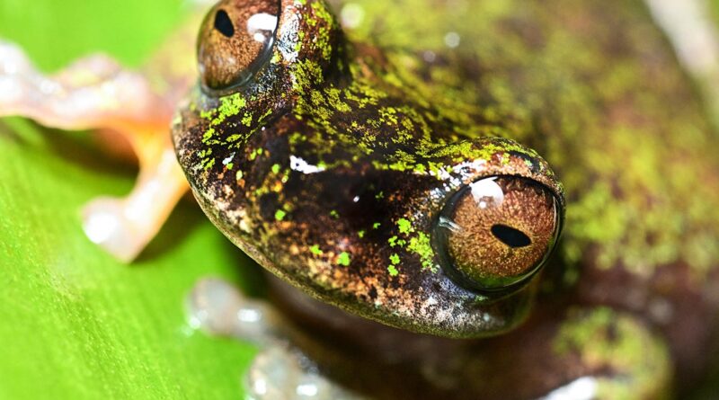 Costa Rica’s recently discovered “coffee frogs” sing in plantations, but pesticides threaten them