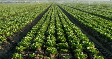 FDA confirms Cyclospora outbreak grows to 6,358 cases in 15 states