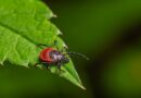 Rare ‘rabbit fever’ resurfaces with tick-borne cases near major US city