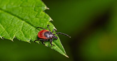 Rare ‘rabbit fever’ resurfaces with tick-borne cases near major US city