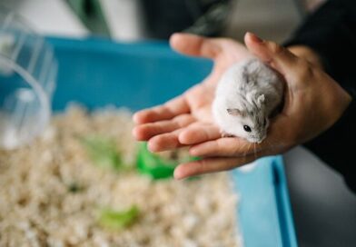 School worker arrested over 'hamster massacres' at Japanese 'love hotels'