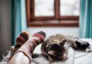 Cats sleep on owners' beds for reason that many people don't realise – not comfort