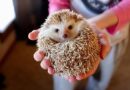 Hedgehogs will hibernate in your garden if you make small change