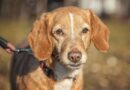 Dog owners urged to check pets' fur after every single walk in September Dog owners urged to check pets' fur after every single walk in September