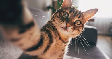 Common cat behaviour every owner has seen but few understand – not scratching Common cat behaviour every owner has seen but few understand – not scratching