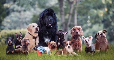 The most popular dog breeds in the UK for 2026 – full list