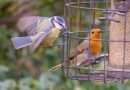 RSPCA 'it's an offence' warning if you have birds visiting your garden