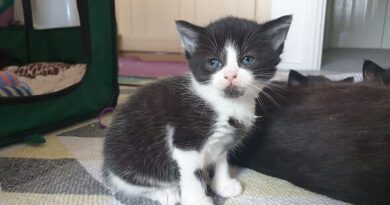 Cat born at Battersea and returned by owners until something amazing happens Cat born at Battersea and returned by owners until something amazing happens