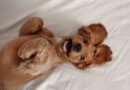 Adorable reason you feel urge to smother cute cats and dogs with kisses