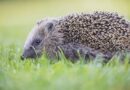 RSPCA warns 'never do this' when hedgehogs visit your garden