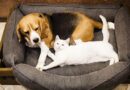 Cat and dog owners told 'contact your vet now' – key date approaching