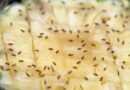 Keep fruit flies out of the kitchen by sprinkling 89p ingredient around bins