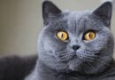 Seven cat breeds that suffer most from separation anxiety and being left alone