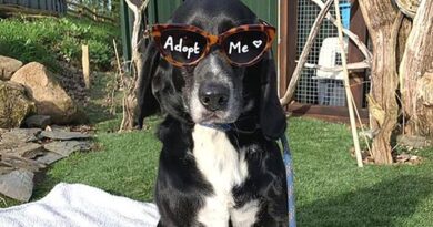 Dog spends 1,036 days in kennels watching others leave for happy homes