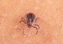 Previously unknown tick-borne virus linked to thrombocytopenia and liver injury