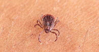 Previously unknown tick-borne virus linked to thrombocytopenia and liver injury