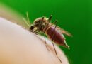 Major US city reports first West Nile virus death of the year in Illinois