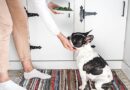 Vet warns dog owners to ignore common training advice that could do more harm than good