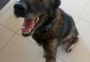 Bag of bones dog desperately needs new home after 6 years with no love Bag of bones dog desperately needs new home after 6 years with no love