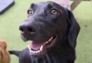 Dog with three legs desperately wanting home has been rejected by thousands