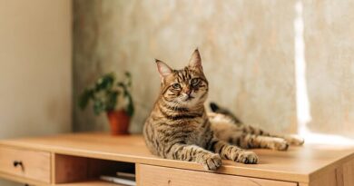 Vet lists 4 cat breeds he'd never own including British favourite